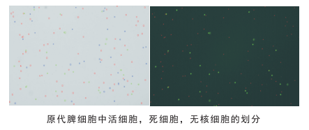 细胞计数仪细胞划分图片