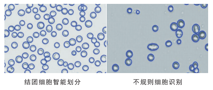 细胞计数仪细胞划分图片